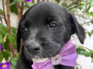 Cachorro raça SRD-ViraLata idade 2 a 6 meses nome Léia