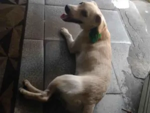 Cachorro raça SRD-ViraLata idade 2 a 6 meses nome Marley