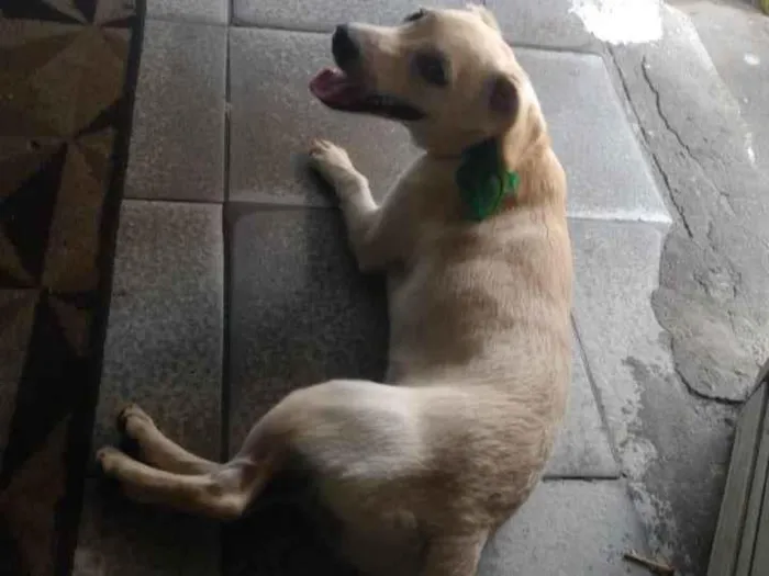Cachorro ra a SRD-ViraLata idade 2 a 6 meses nome Marley