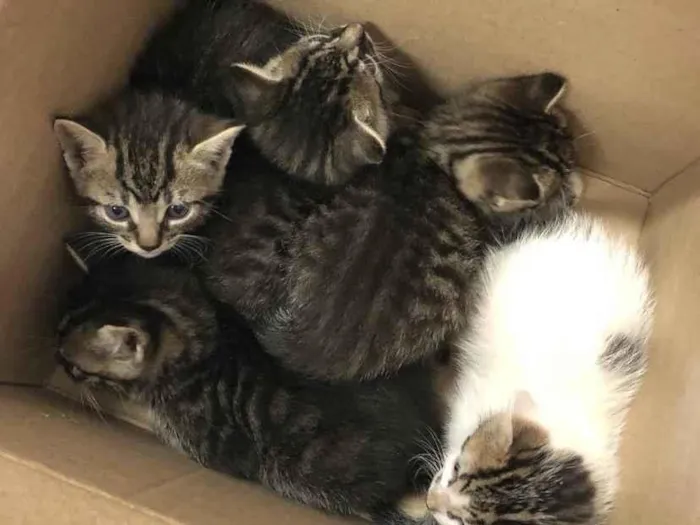 Gato ra a SRD-ViraLata idade 2 a 6 meses nome Sushi
