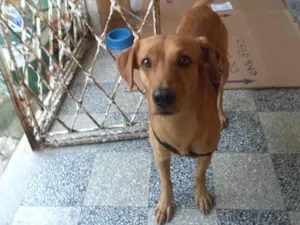 Cachorro raça Sem raça  idade 2 anos nome Bug 