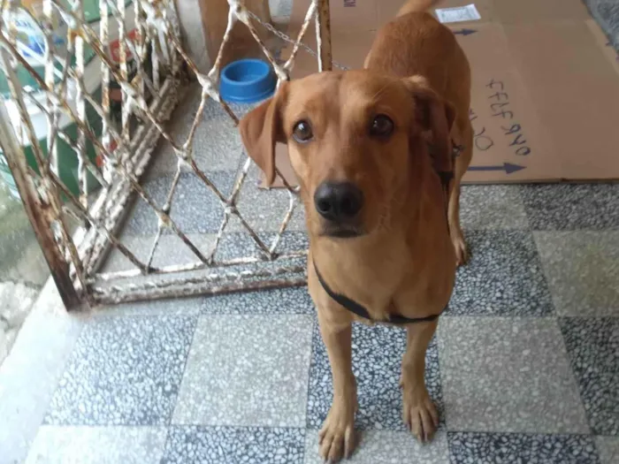 Cachorro ra a Sem raça  idade 2 anos nome Bug 