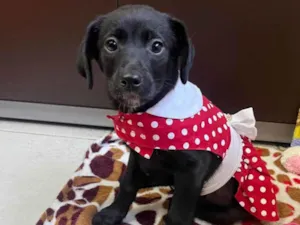 Cachorro raça SRD-ViraLata idade 2 a 6 meses nome Molly