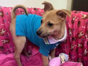 Cachorro raça SRD-ViraLata idade 2 a 6 meses nome Aramis