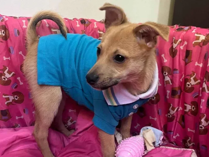 Cachorro raça SRD-ViraLata idade 2 a 6 meses nome Aramis