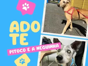 Cachorro raça SRD-ViraLata idade 6 ou mais anos nome Neguinha