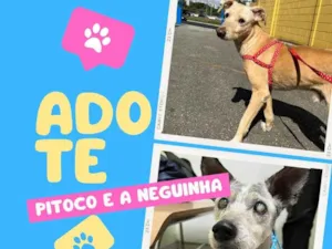 Cachorro raça SRD-ViraLata idade 6 ou mais anos nome Pitoco e Neguinha