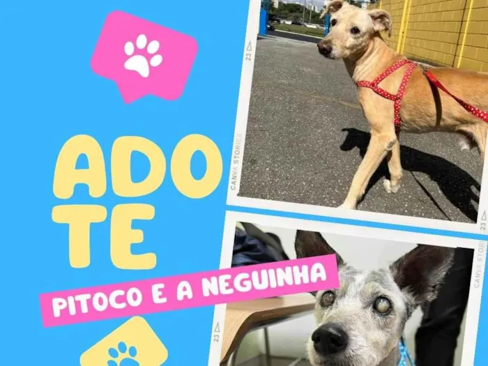 Cachorro ra a SRD-ViraLata idade 6 ou mais anos nome Pitoco e Neguinha