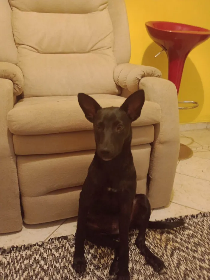 Cachorro ra a SRD-ViraLata idade 7 a 11 meses nome Moly