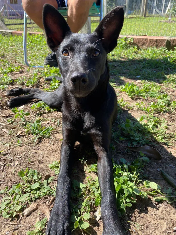 Cachorro ra a SRD-ViraLata idade 7 a 11 meses nome Moly