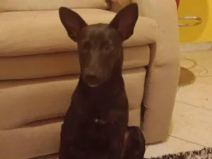 Cachorro raça SRD-ViraLata idade 7 a 11 meses nome Moly