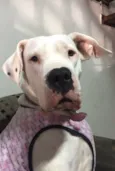 Cachorro raça dogo argentino idade 4 anos nome Laila
