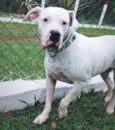 Cachorro raça dogo argentino idade 4 anos nome Laila