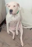 Cachorro raça dogo argentino idade 4 anos nome Laila