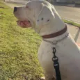Cachorro raça dogo argentino idade 4 anos nome Laila
