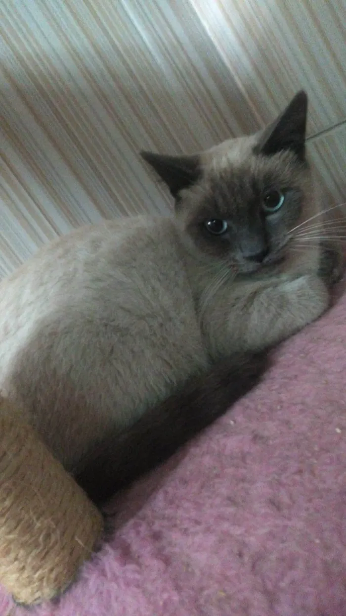 Gato ra a SRD-ViraLata idade 7 a 11 meses nome GRAY