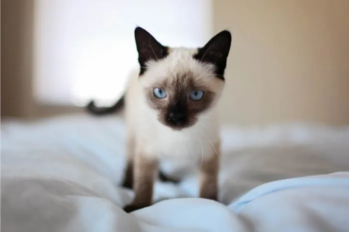 Gato ra a Srd idade 2 a 6 meses nome Brad