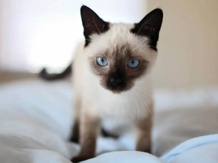 Gato ra a Srd idade 2 a 6 meses nome Brad