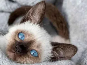 Gato raça Srd idade 2 a 6 meses nome Brad