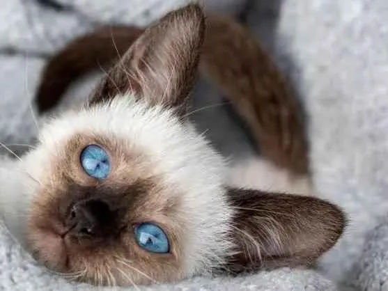 Gato ra a Srd idade 2 a 6 meses nome Brad