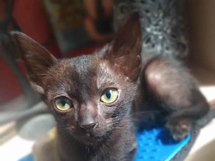 Gato ra a Srd idade 2 a 6 meses nome Denzel 