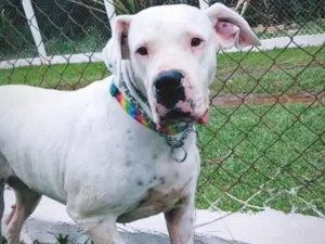 Cachorro raça dogo argentino idade 4 anos nome Laila