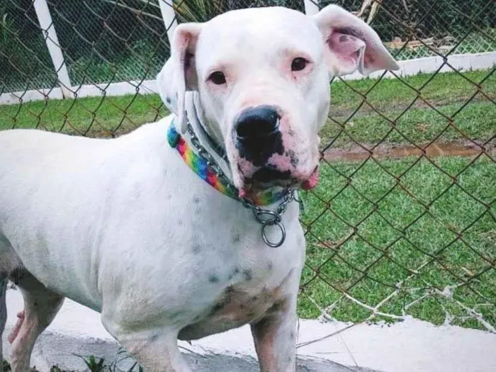 Cachorro raça dogo argentino idade 4 anos nome Laila