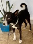 Ringo