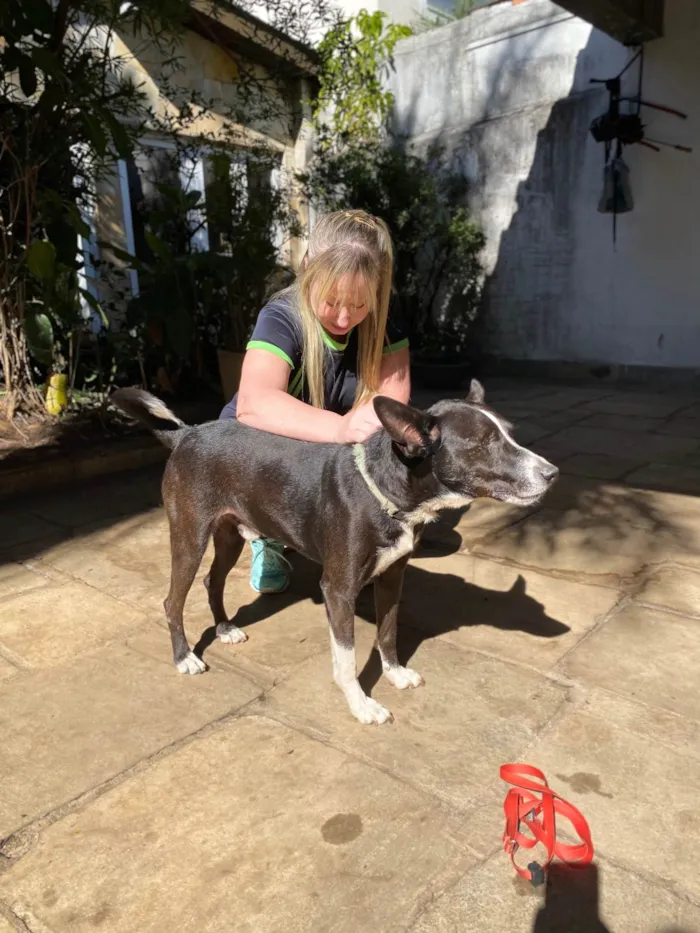 Cachorro ra a SRD-ViraLata idade 2 anos nome Ringo 