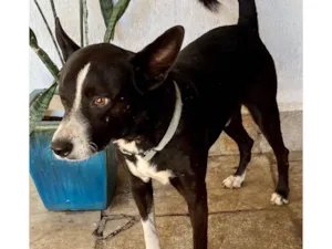 Cachorro raça SRD-ViraLata idade 2 anos nome Ringo 