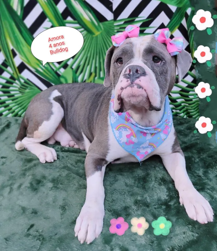 Cachorro raça Buldogue  idade 4 anos nome Amora