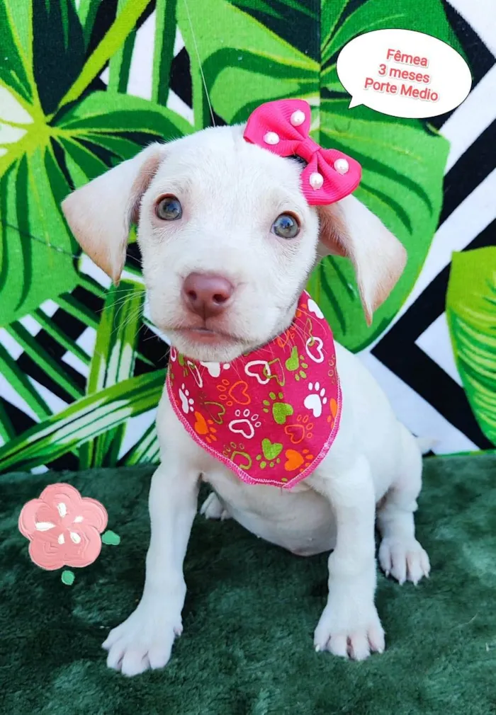 Cachorro raça SRD-ViraLata idade 2 a 6 meses nome Lary