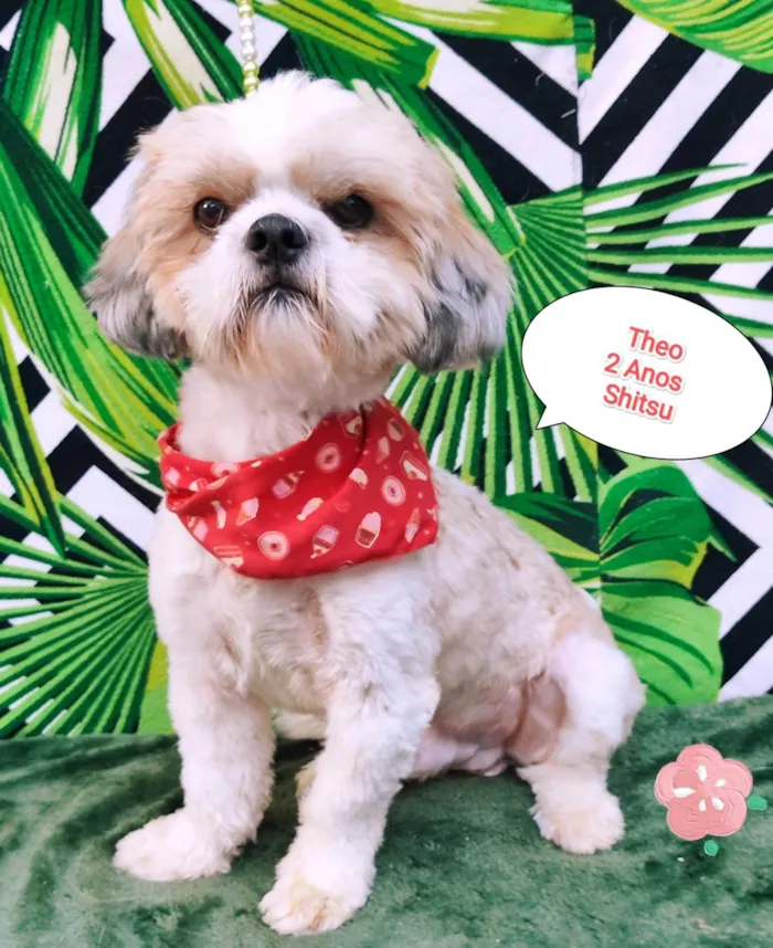 Cachorro raça Shitzu idade 2 anos nome Theo