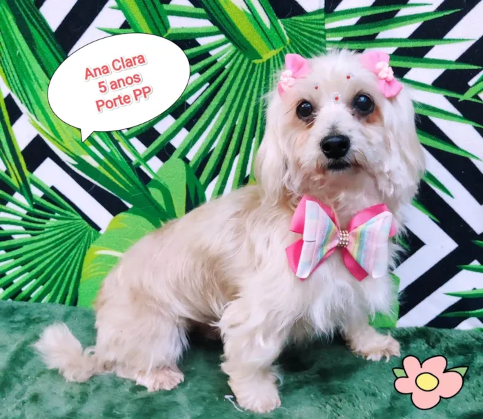 Cachorro ra a SRD-ViraLata idade 5 anos nome Ana Clara 