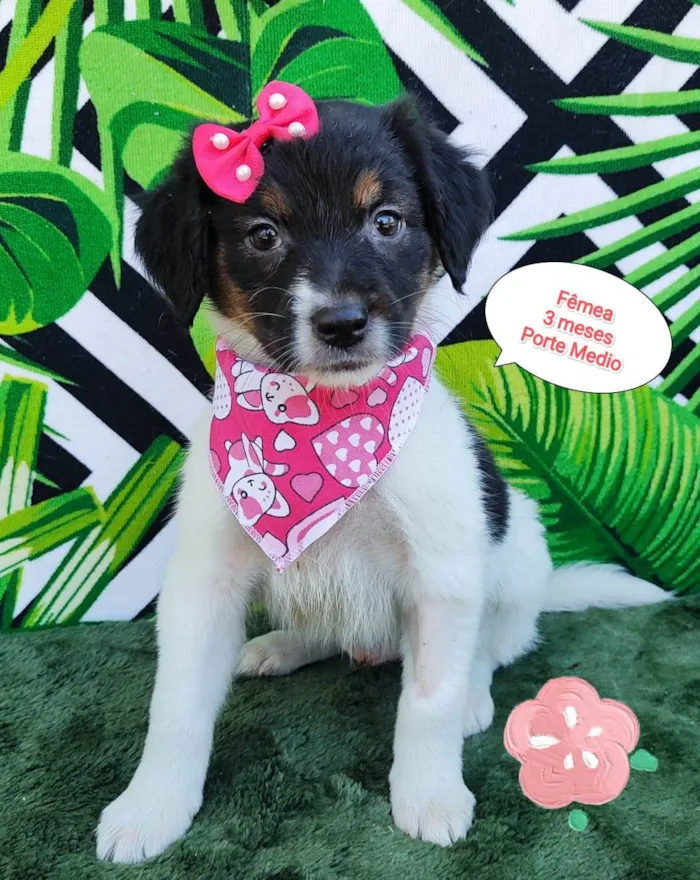 Cachorro raça SRD-ViraLata idade 2 a 6 meses nome Ariel