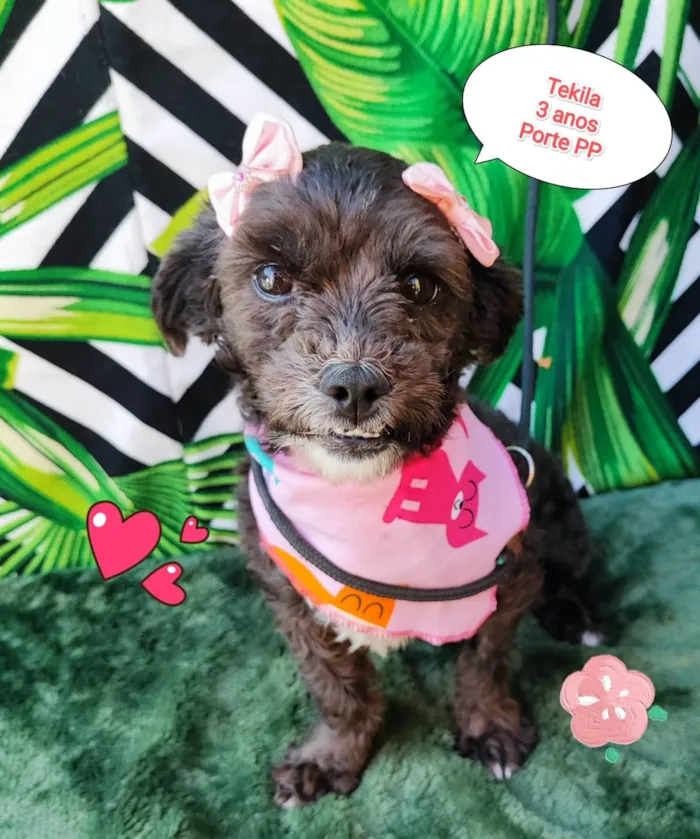 Cachorro raça SRD-ViraLata idade 3 anos nome Tekila 