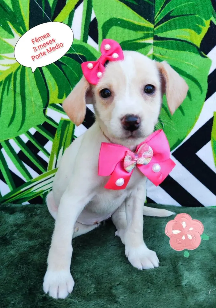 Cachorro raça SRD-ViraLata idade 2 a 6 meses nome Esme