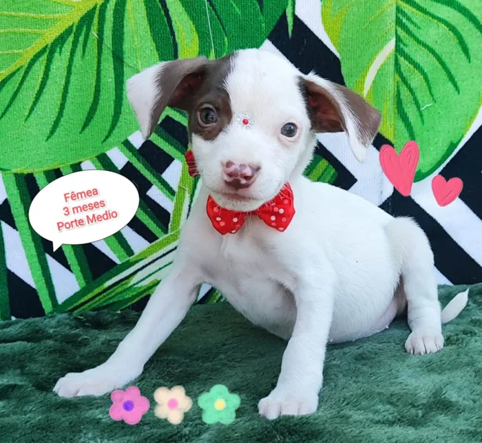 Cachorro raça SRD-ViraLata idade 2 a 6 meses nome Susan 