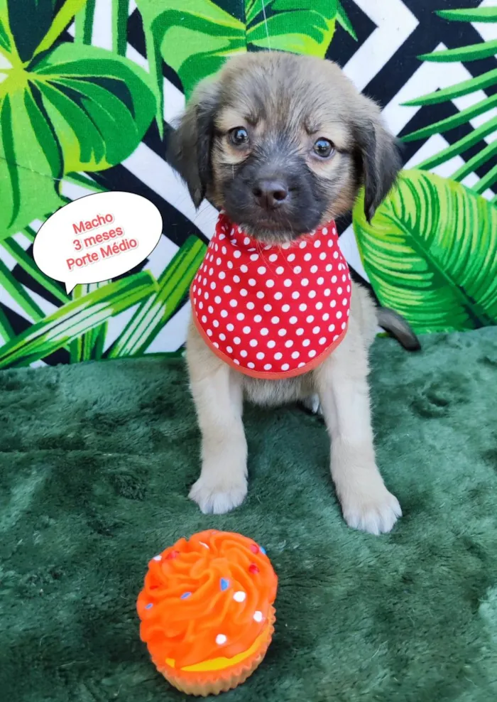 Cachorro raça SRD-ViraLata idade 2 a 6 meses nome Enrico