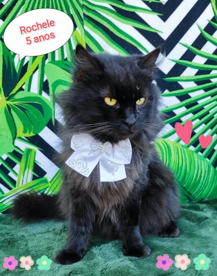 Gato raça SRD-ViraLata idade 5 anos nome Rochele 