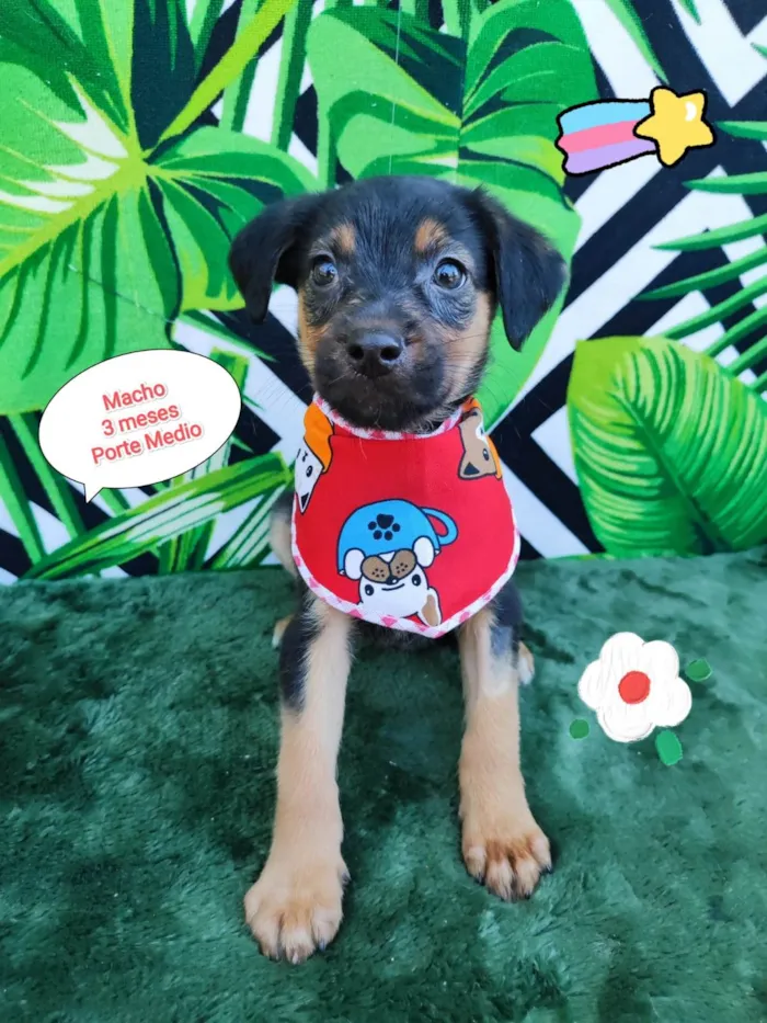 Cachorro raça SRD-ViraLata idade 2 a 6 meses nome Floquinho