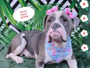 Cachorro raça Buldogue  idade 4 anos nome Amora
