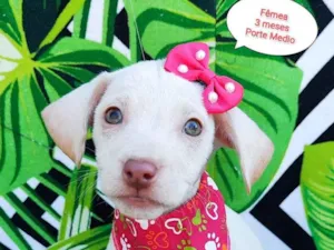 Cachorro raça SRD-ViraLata idade 2 a 6 meses nome Lary