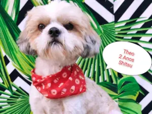 Cachorro raça Shitzu idade 2 anos nome Theo