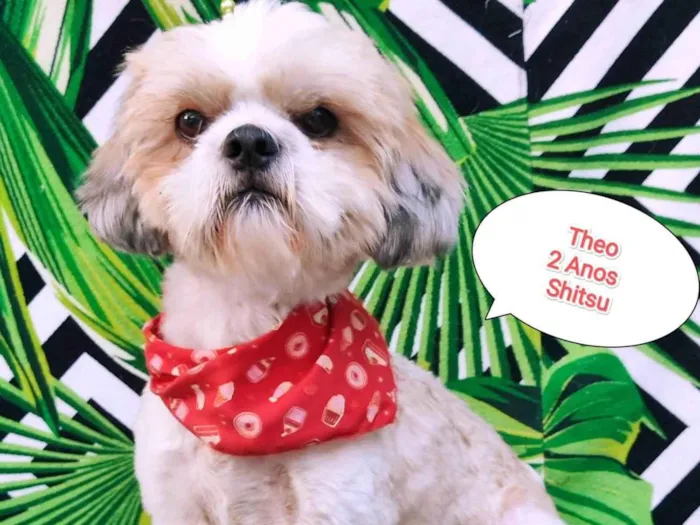 Cachorro raça Shitzu idade 2 anos nome Theo