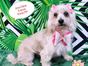 Cachorro raça SRD-ViraLata idade 5 anos nome Ana Clara 
