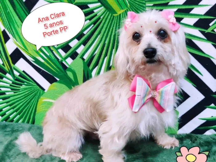Cachorro ra a SRD-ViraLata idade 5 anos nome Ana Clara 