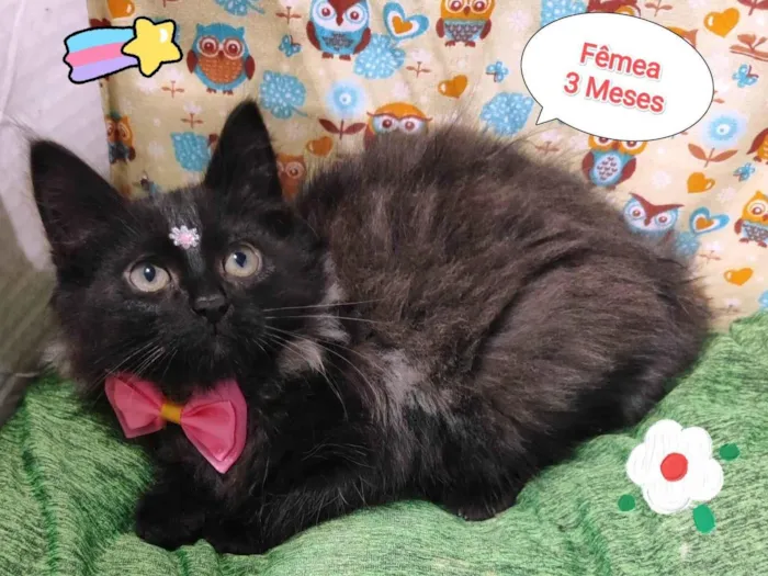 Gato raça SRD-ViraLata idade 2 a 6 meses nome Yara