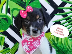 Cachorro raça SRD-ViraLata idade 2 a 6 meses nome Ariel