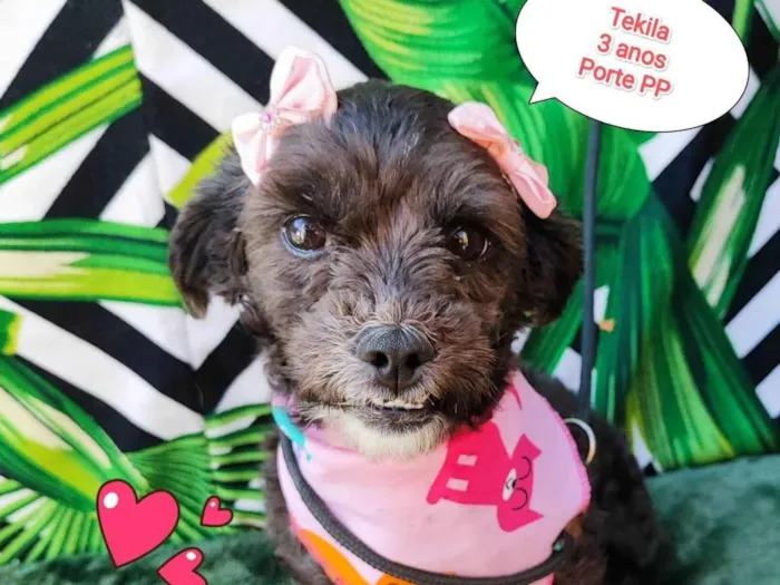 Cachorro raça SRD-ViraLata idade 3 anos nome Tekila 